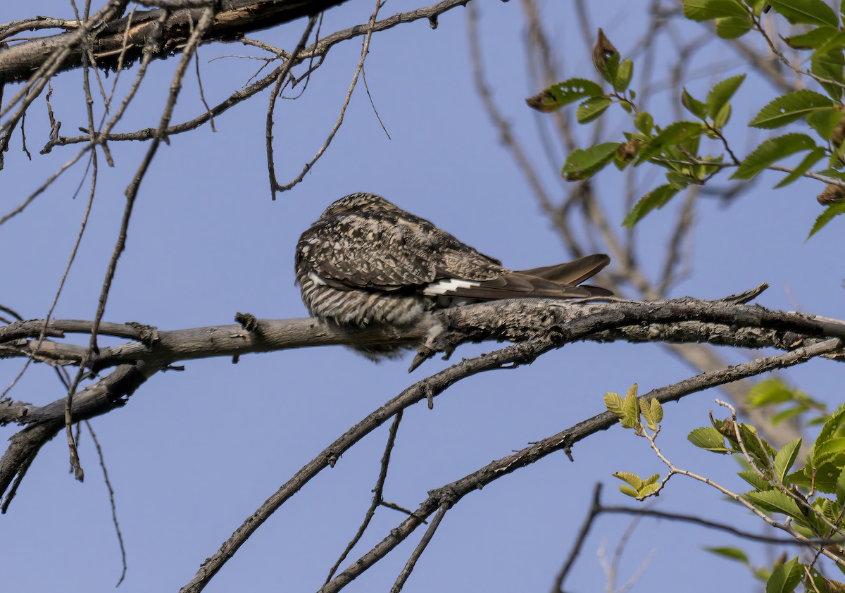 Common Nighthawk - ML620889182