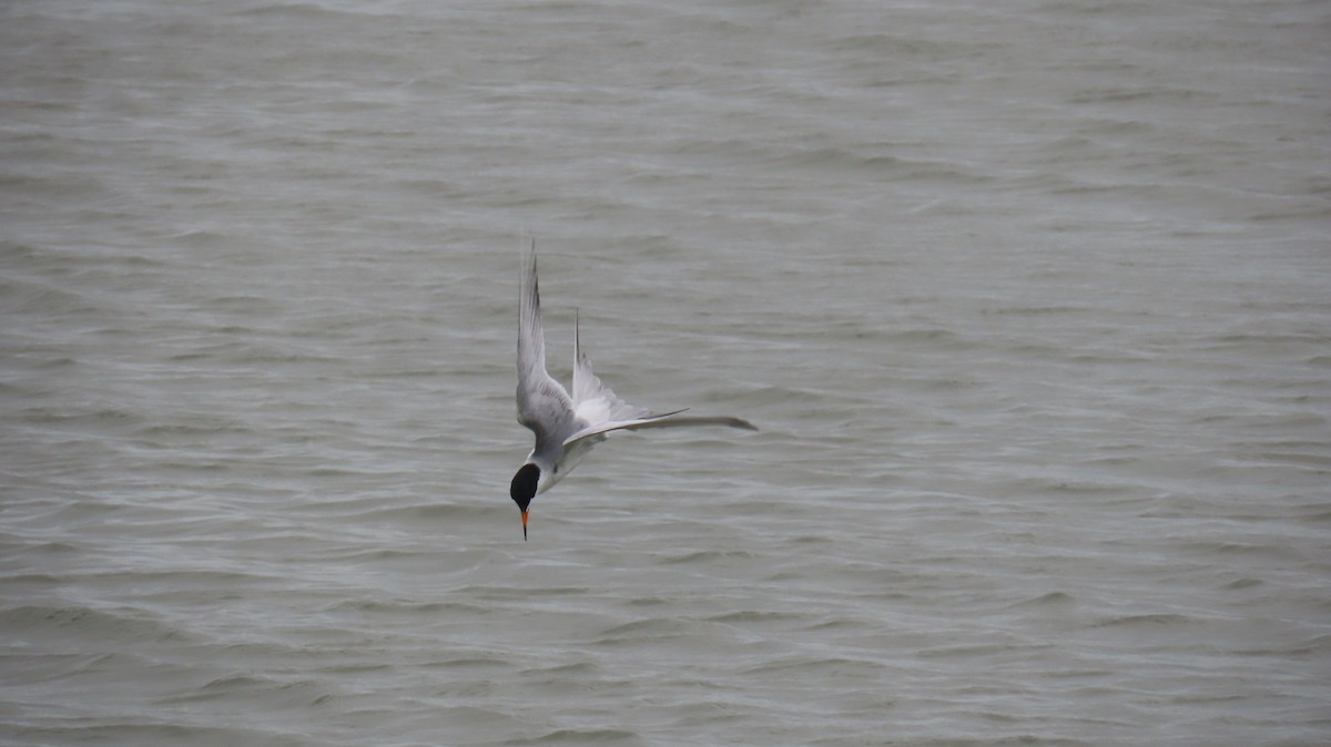 Common Tern - ML620889183