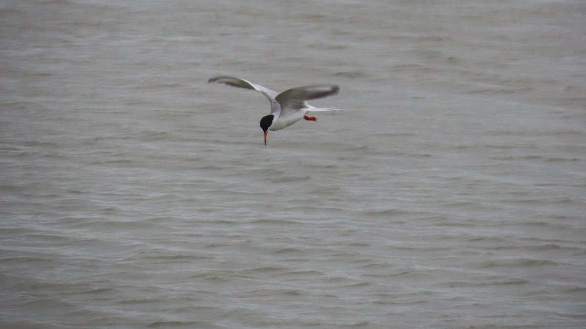 Common Tern - ML620889184