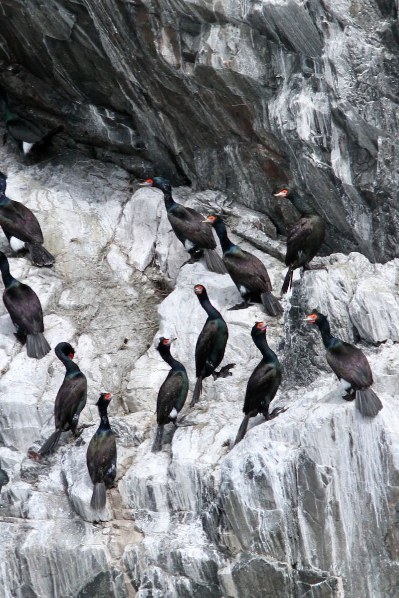 Red-faced Cormorant - ML620889185