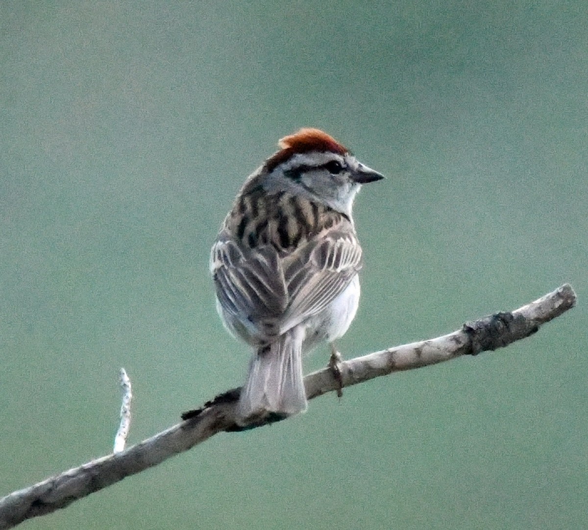 Chipping Sparrow - ML620889186