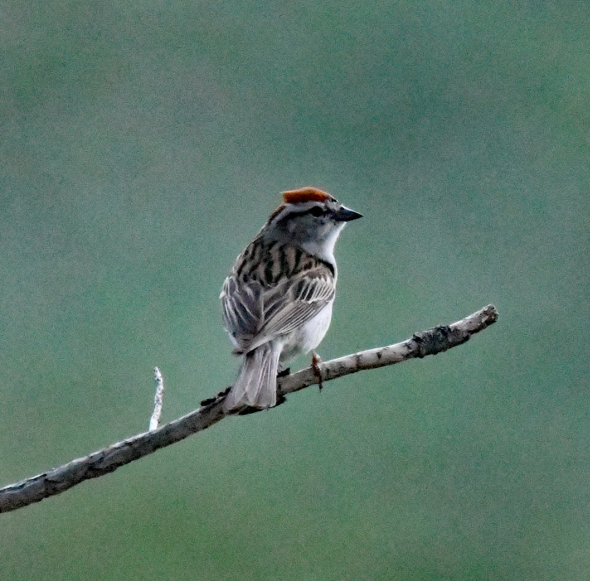 Chipping Sparrow - ML620889187