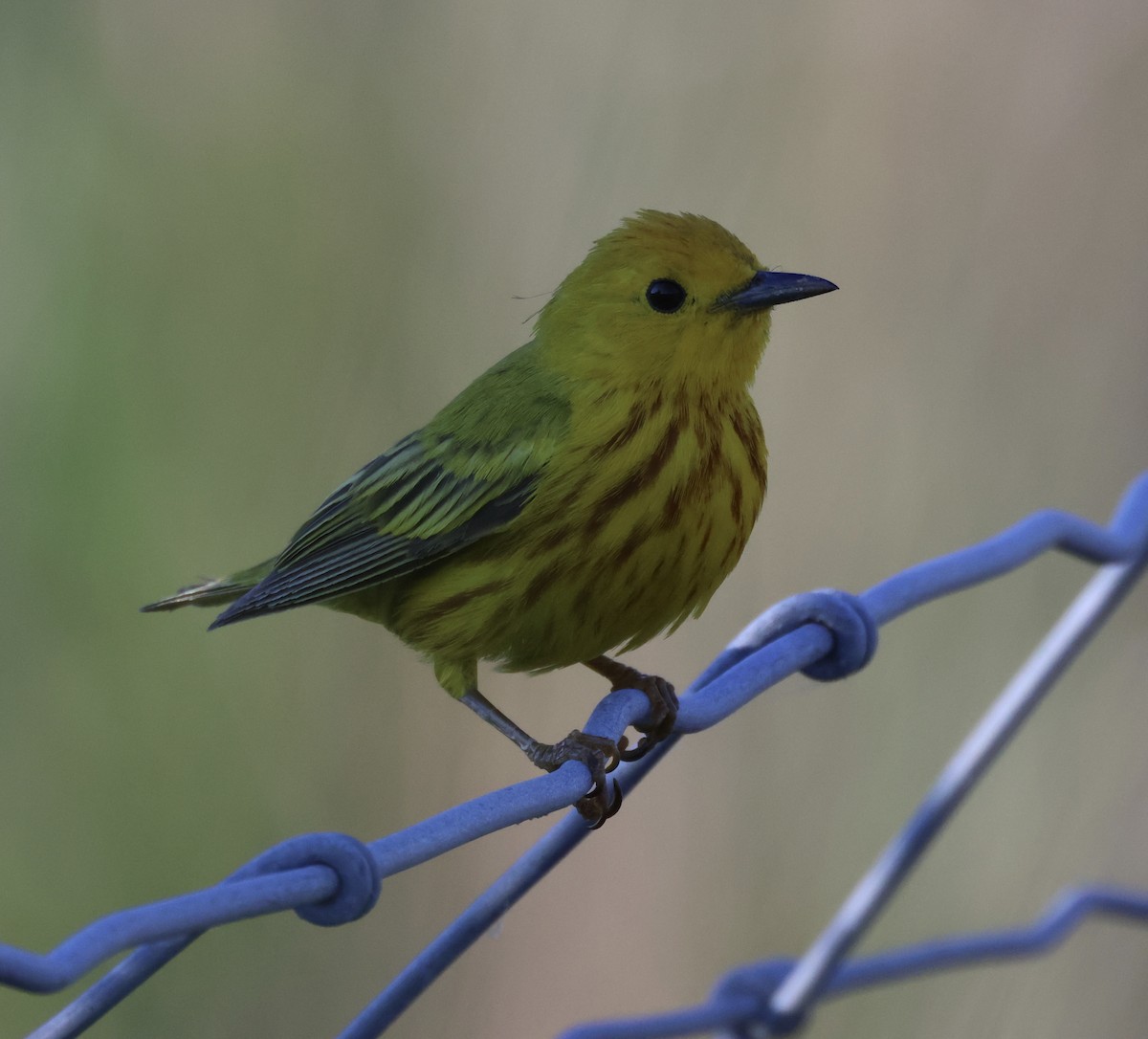 Yellow Warbler - Hanan Jacoby