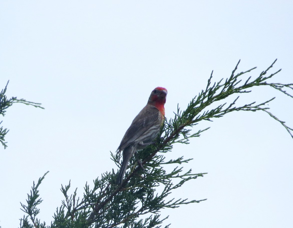 House Finch - ML620889190