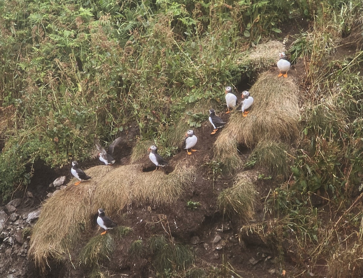 Atlantic Puffin - Niall Keogh