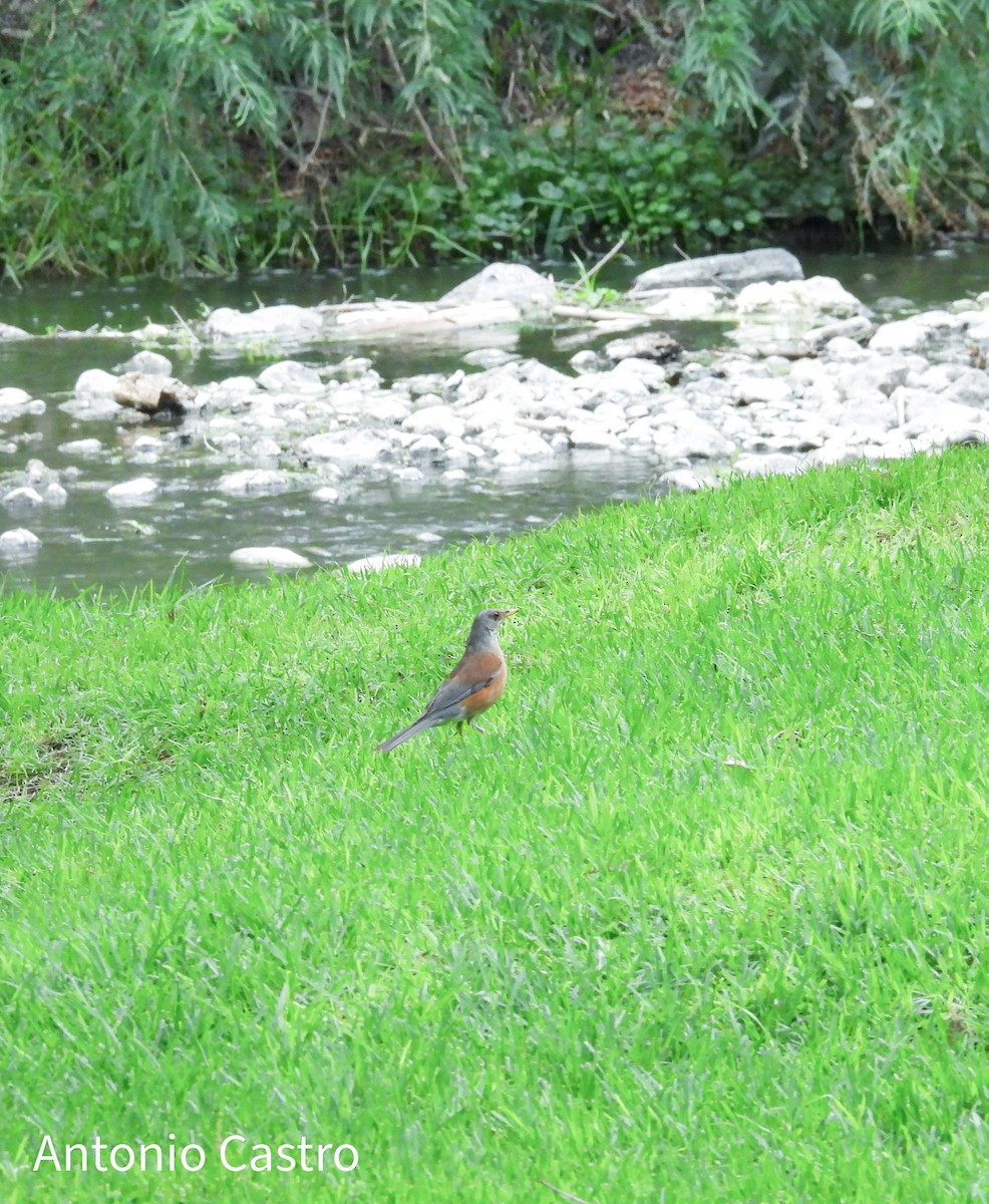 Rufous-backed Robin - ML620889194