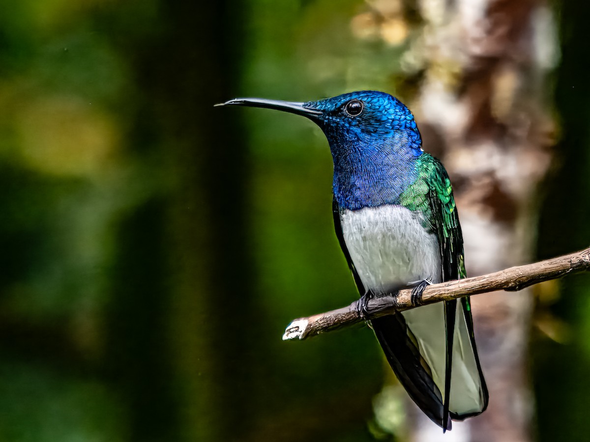 Colibrí Nuquiblanco - ML620889211