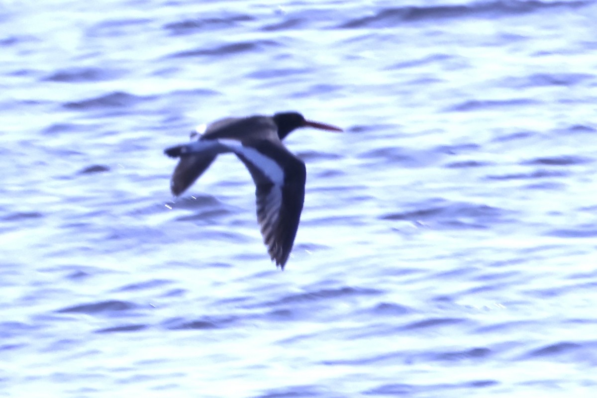 American Oystercatcher - ML620889212