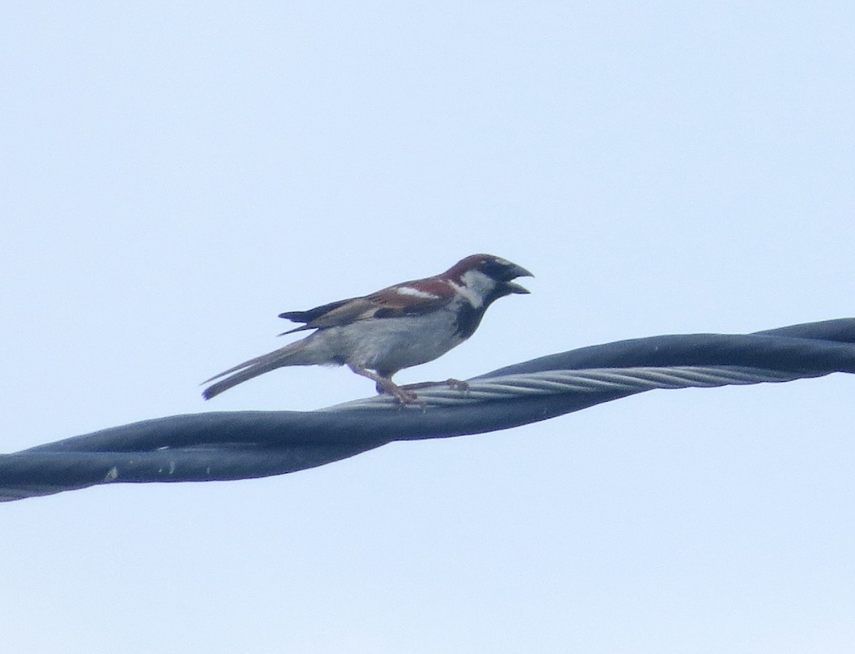 House Sparrow - ML620889219