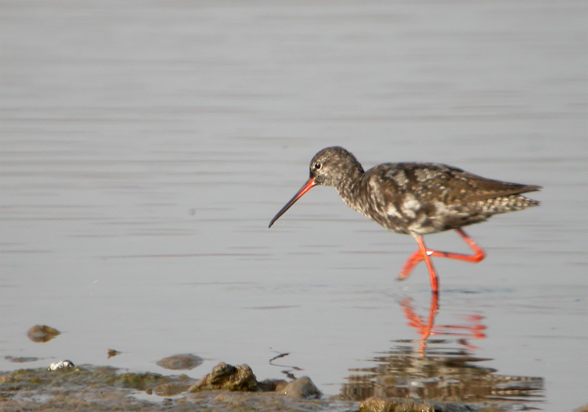 Common Redshank - ML620889221