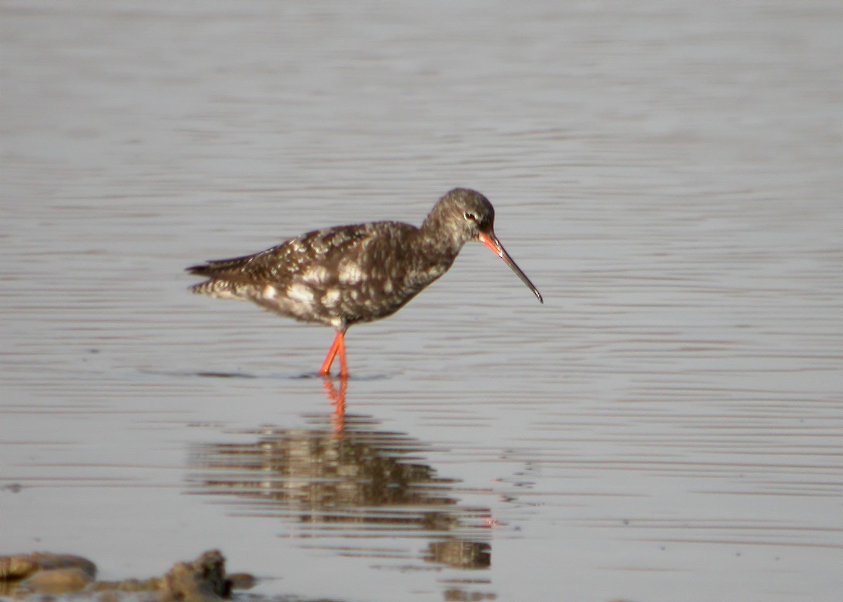 Common Redshank - ML620889222