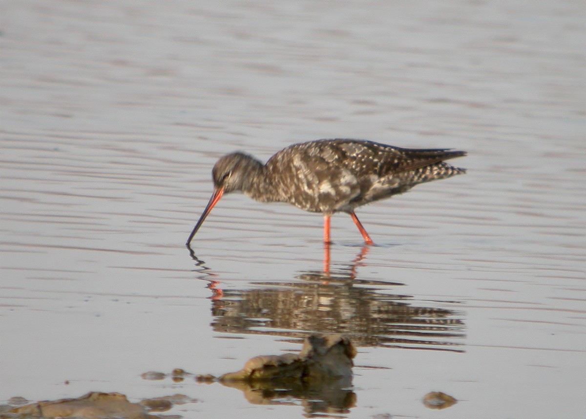 Common Redshank - ML620889223