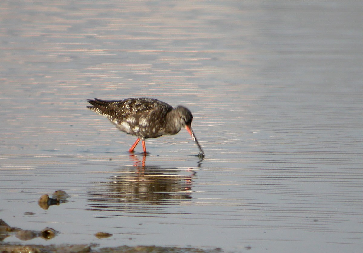 Common Redshank - ML620889225