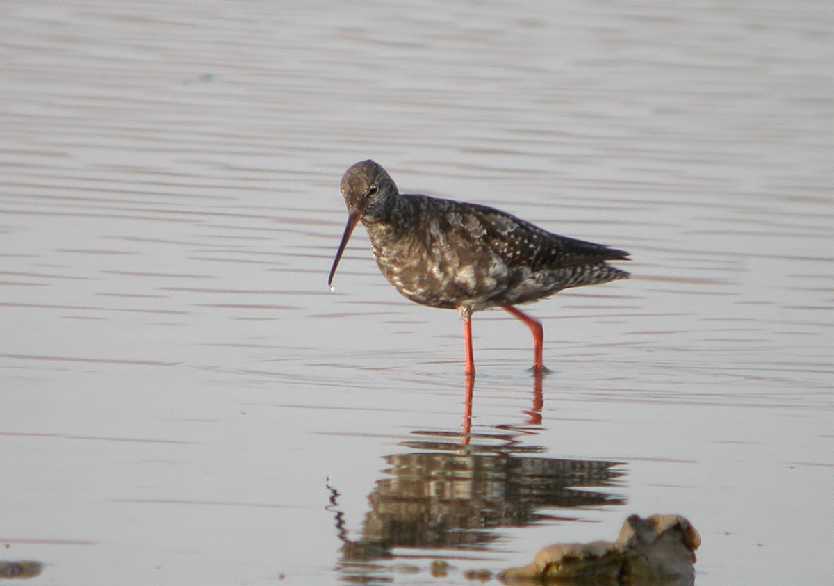 Common Redshank - ML620889226