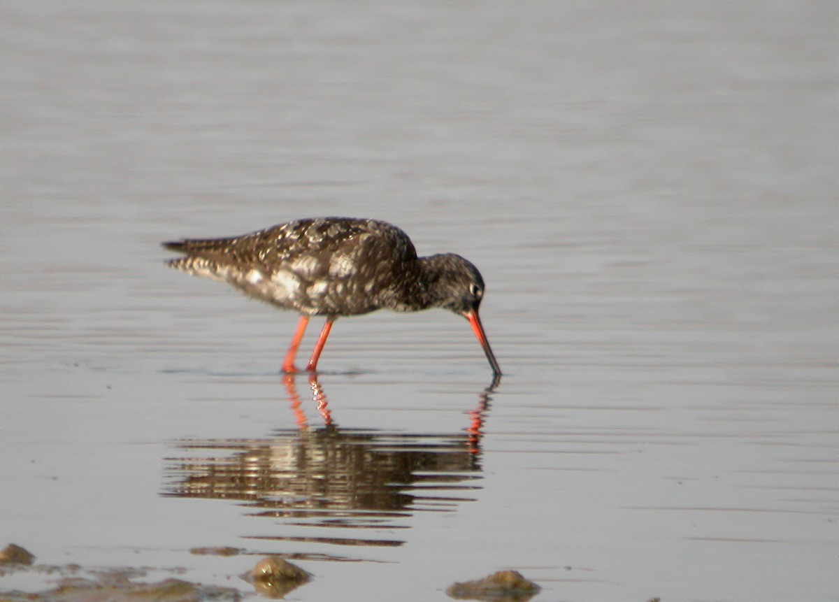 Common Redshank - ML620889227