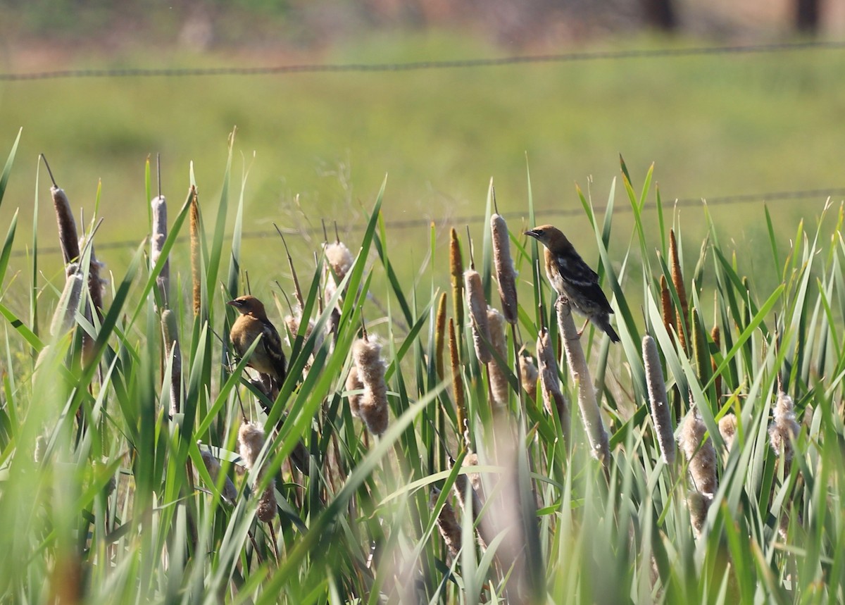 Yellow-headed Blackbird - ML620889230