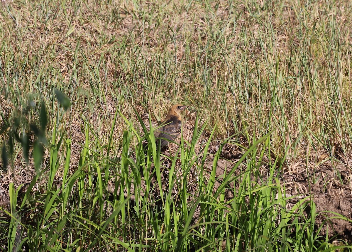 Yellow-headed Blackbird - ML620889231