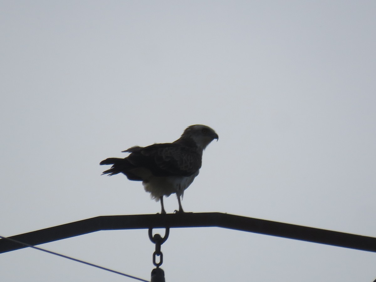 Short-toed Snake-Eagle - ML620889235