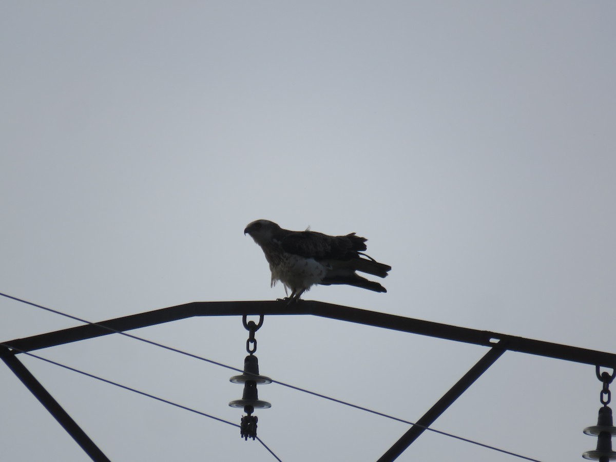 Short-toed Snake-Eagle - ML620889236