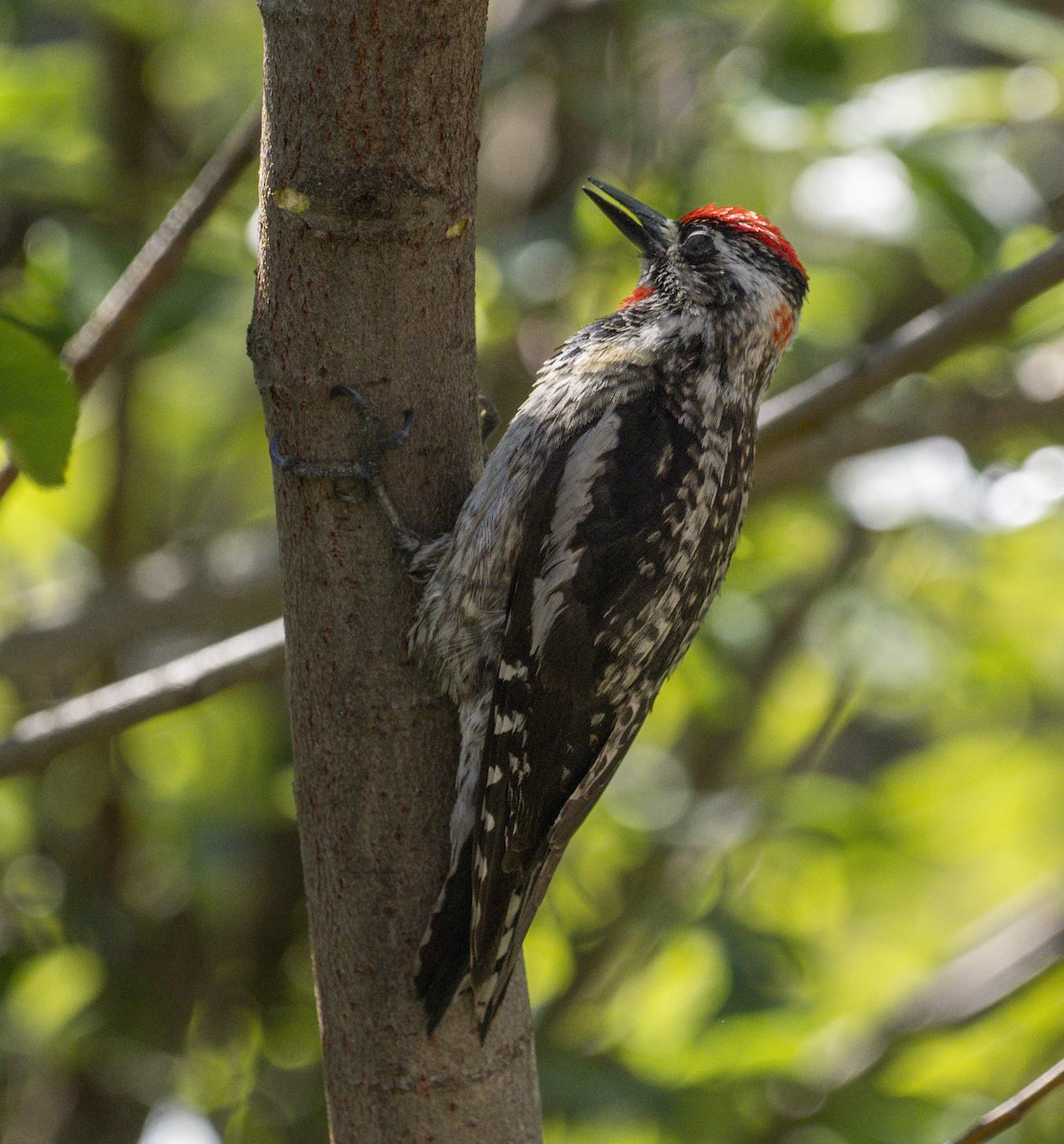 Red-naped Sapsucker - ML620889239