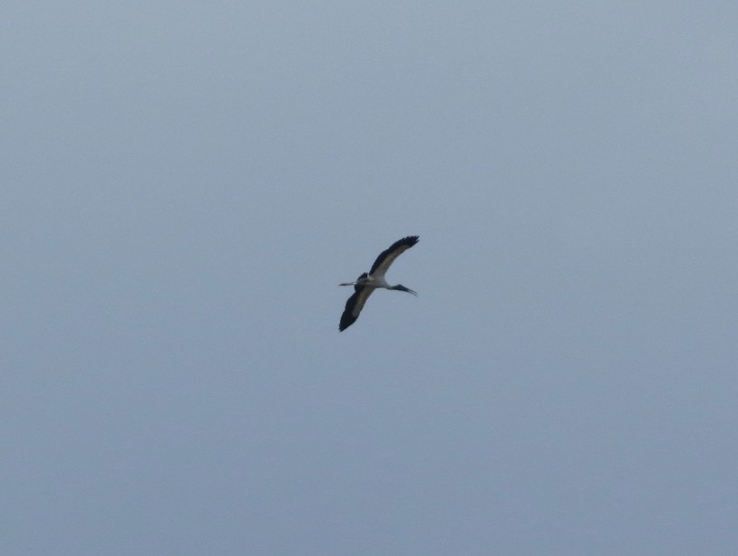 Wood Stork - ML620889241