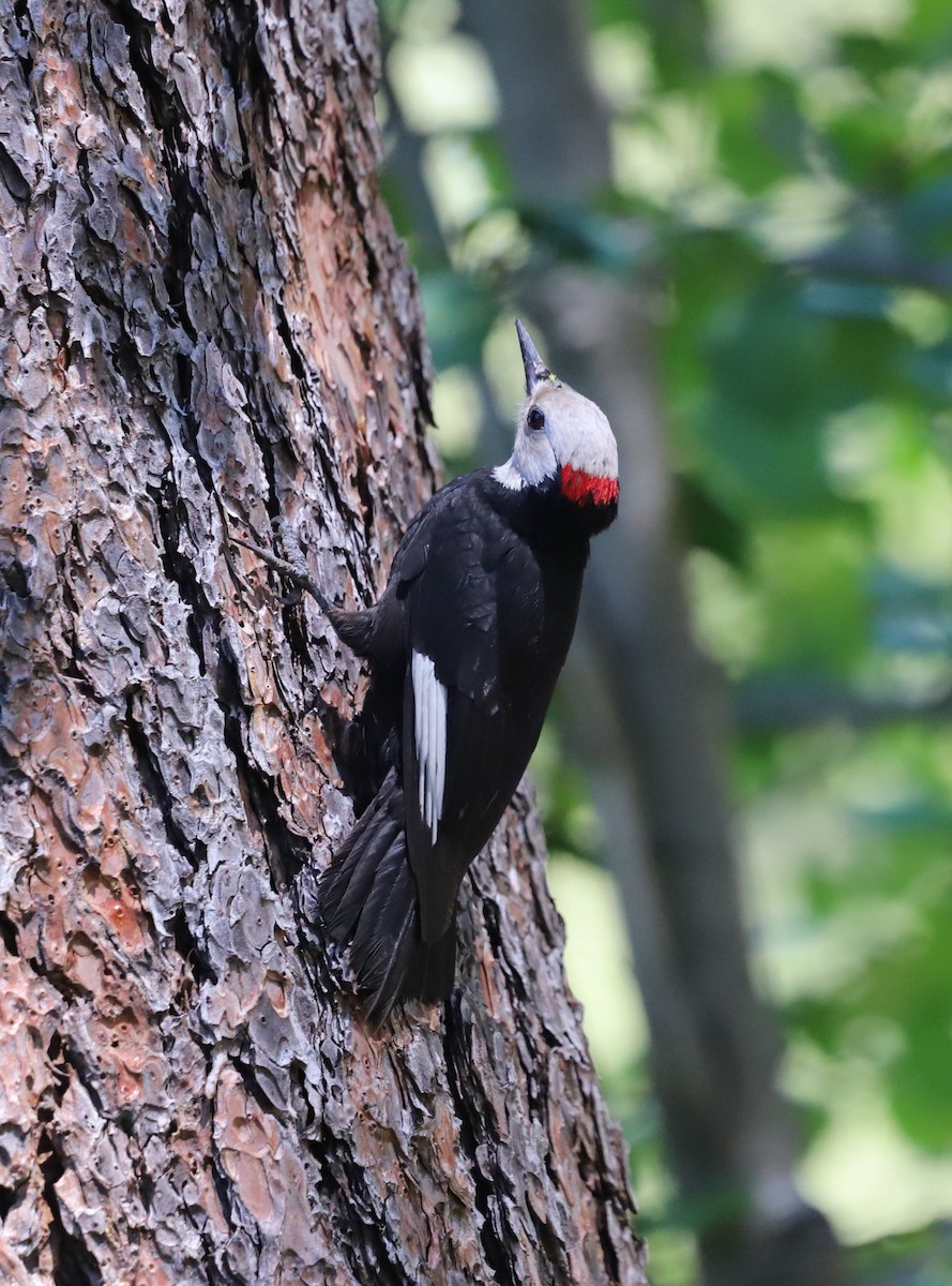 White-headed Woodpecker - ML620889243