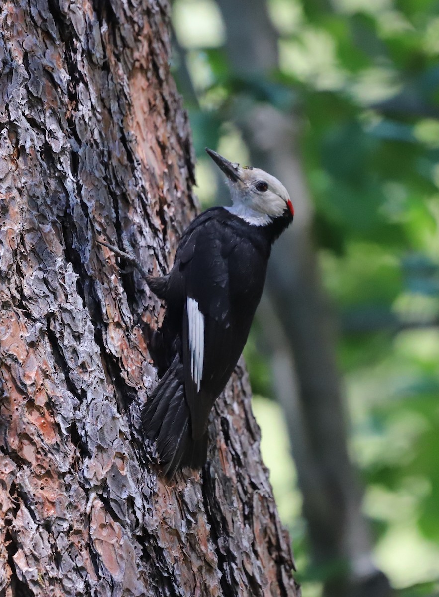 White-headed Woodpecker - ML620889244