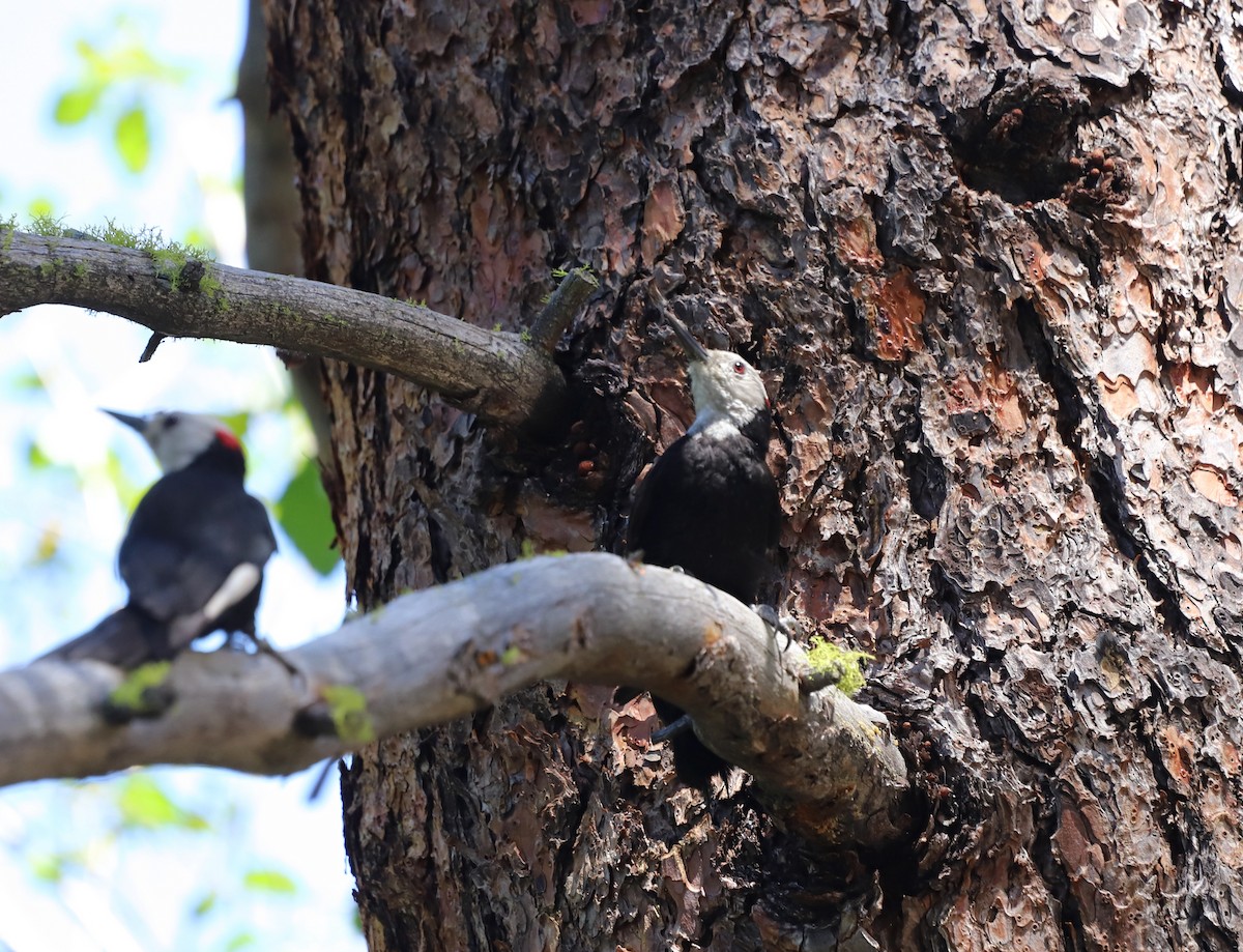 White-headed Woodpecker - ML620889245