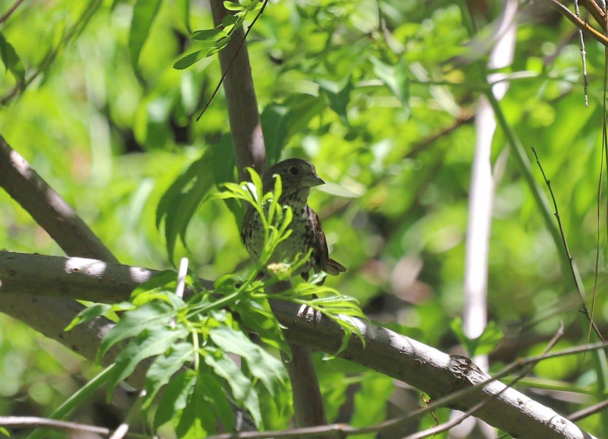 Fox Sparrow (Thick-billed) - ML620889249