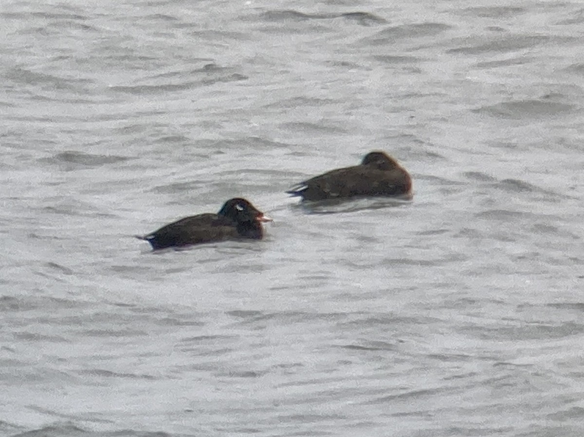 White-winged Scoter - ML620889250