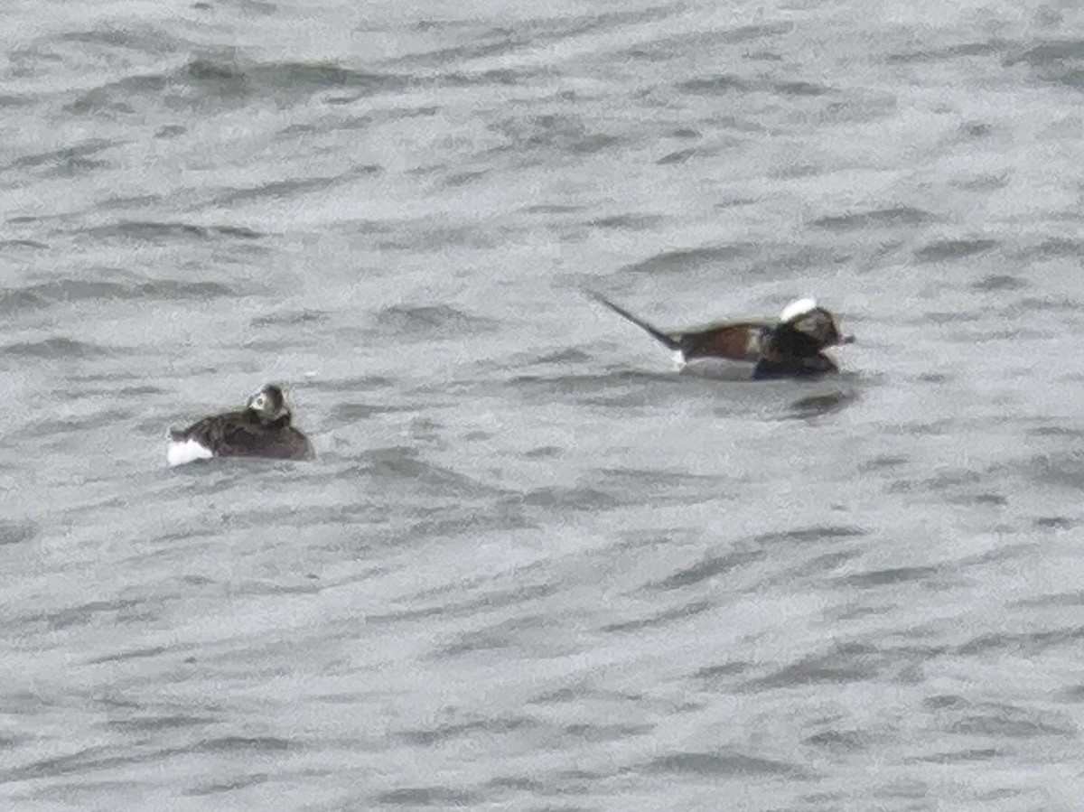 Long-tailed Duck - ML620889251