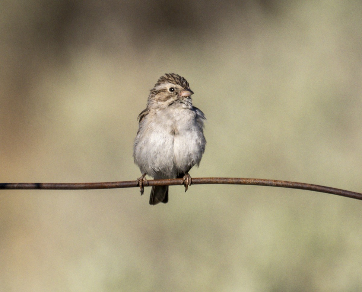 Brewer's Sparrow - ML620889252