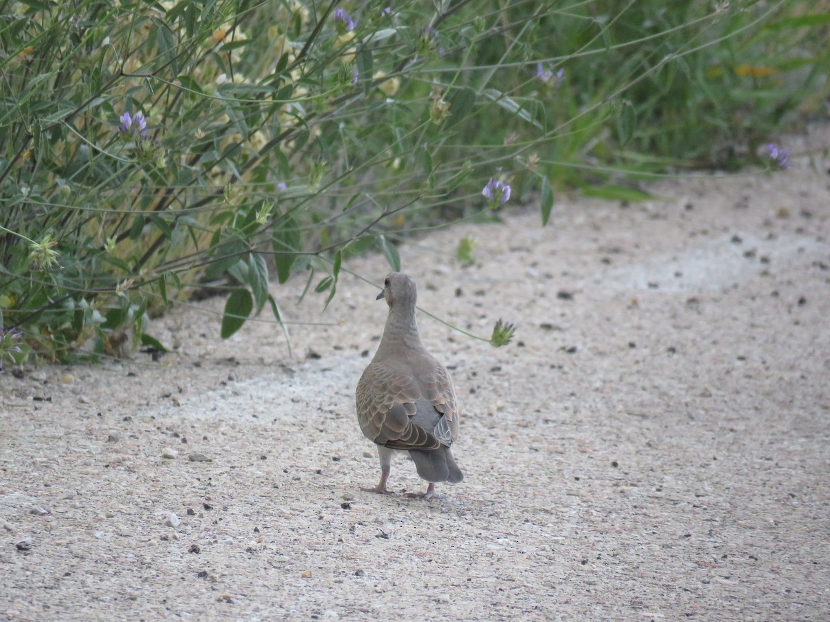 European Turtle-Dove - ML620889253