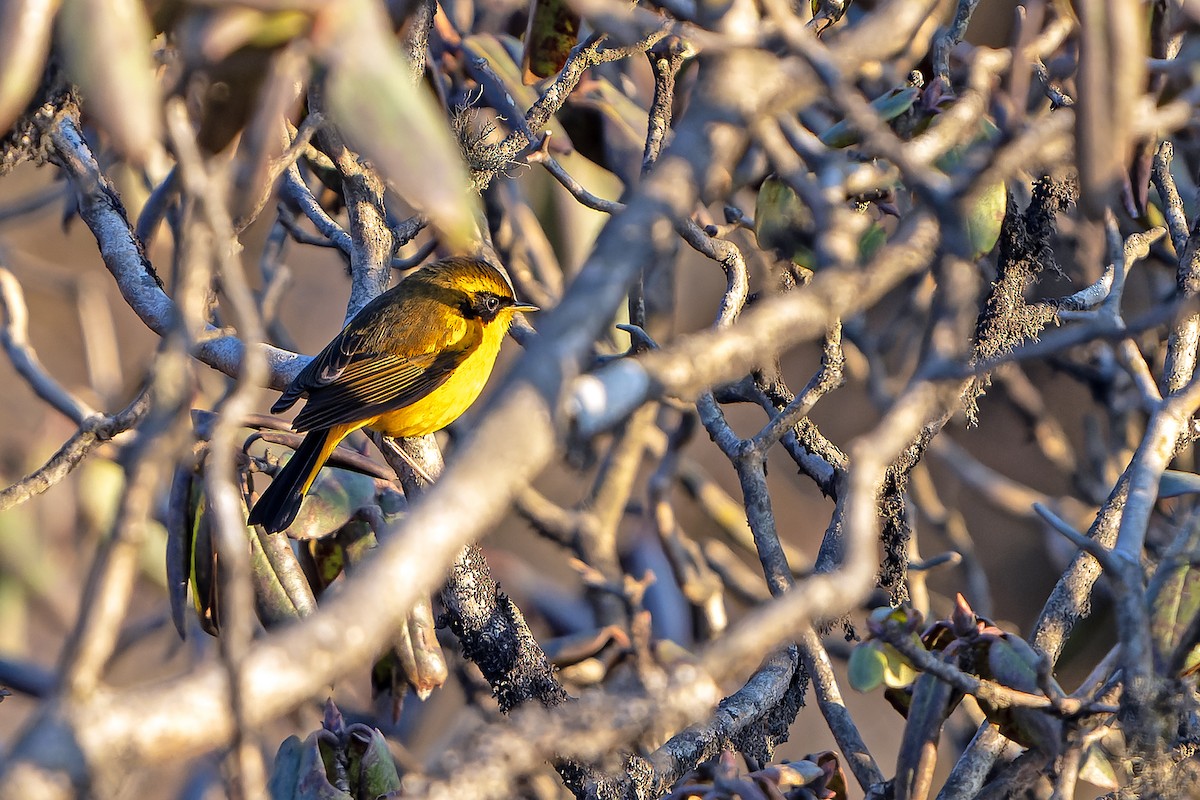Golden Bush-Robin - Daniel López-Velasco | Ornis Birding Expeditions