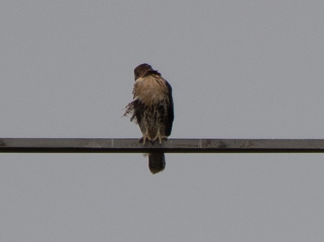 Red-tailed Hawk - ML620889255