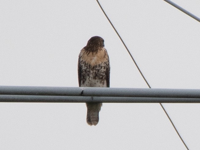 Red-tailed Hawk - ML620889256