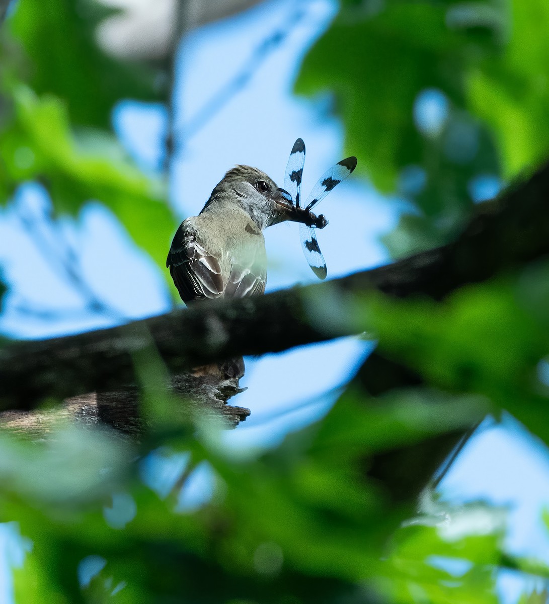 Great Crested Flycatcher - ML620889258
