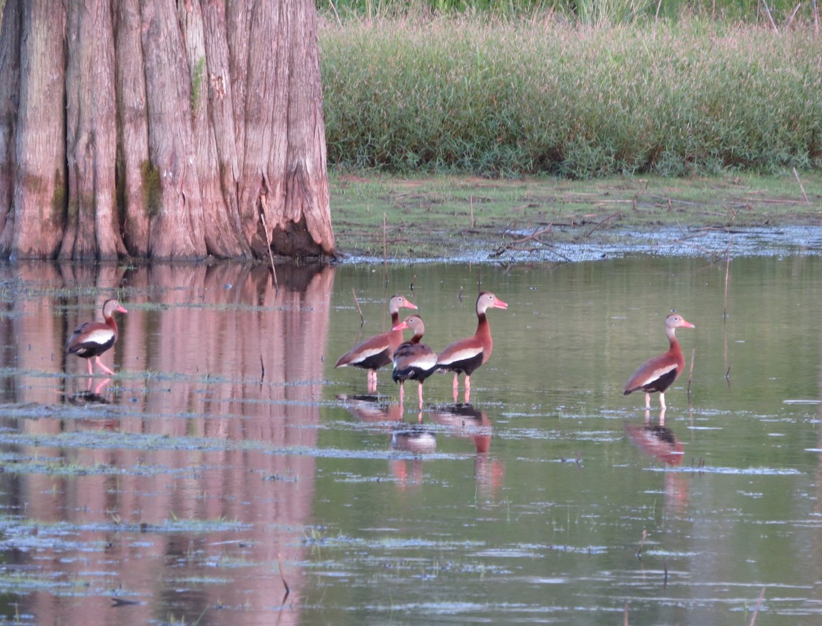 Black-bellied Whistling-Duck - ML620889260