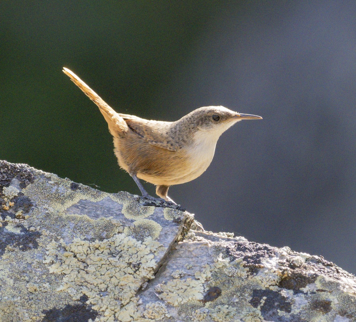 Canyon Wren - ML620889261