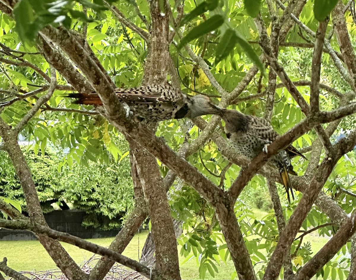 Northern Flicker - ML620889271