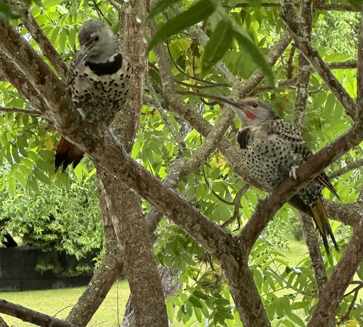 Northern Flicker - Yvonne Wentzel