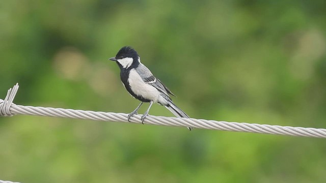 Asian Tit (Cinereous) - ML620889273