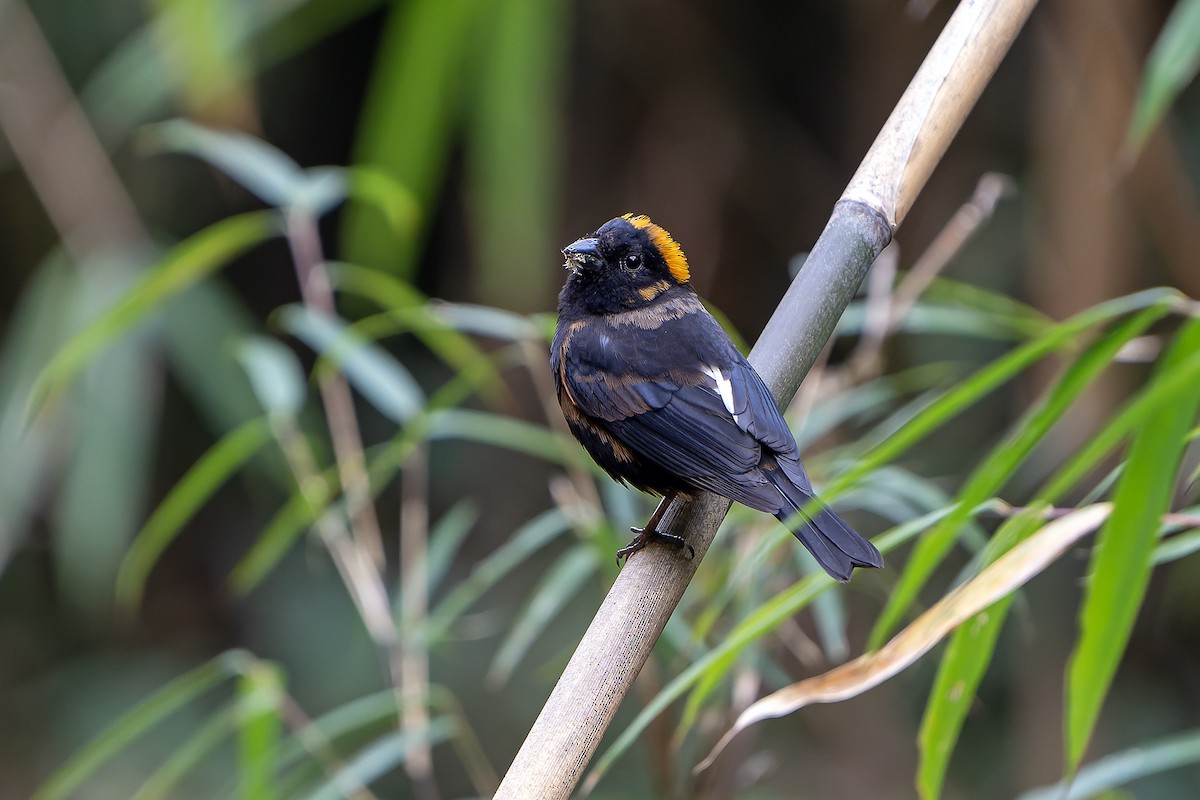 Gold-naped Finch - Daniel López-Velasco | Ornis Birding Expeditions