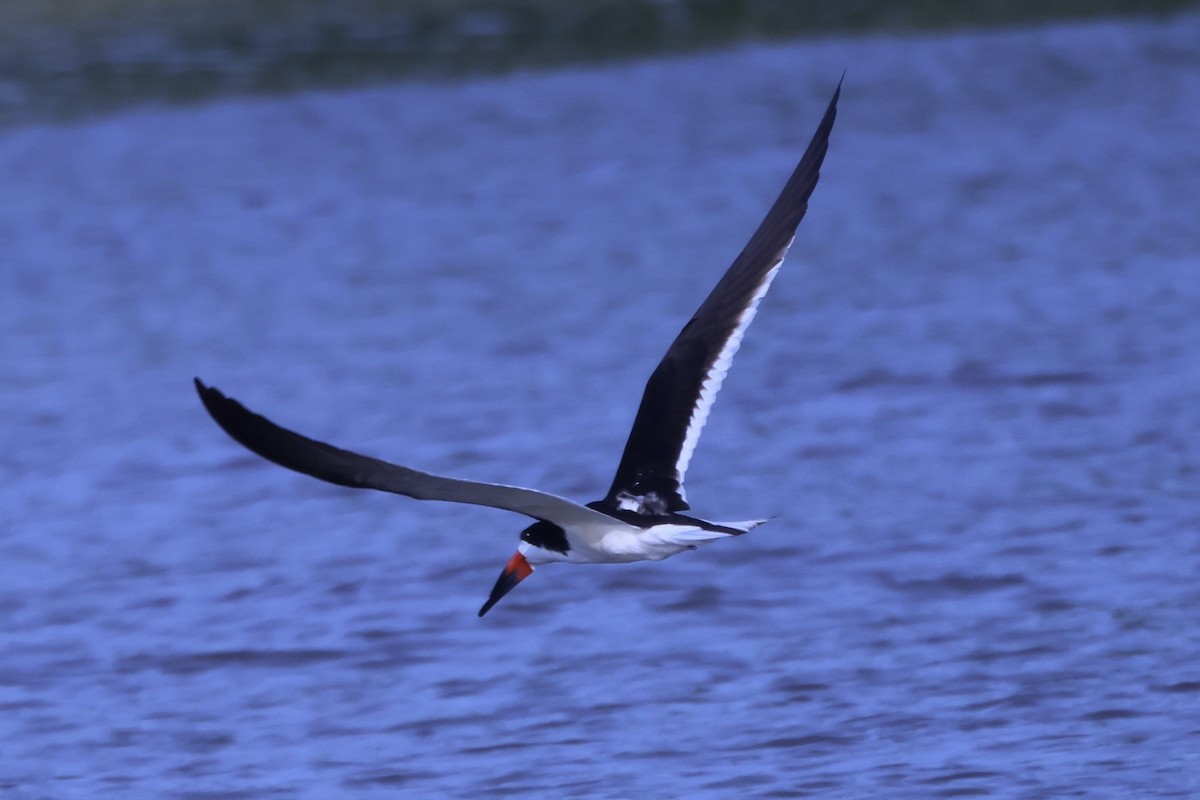 Black Skimmer - ML620889275