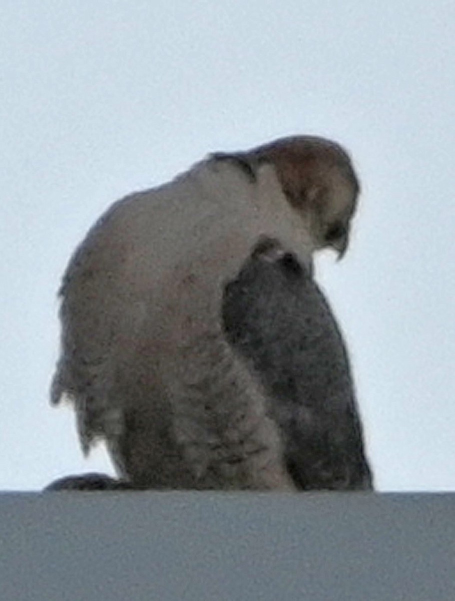 Peregrine Falcon (Barbary) - ML620889276