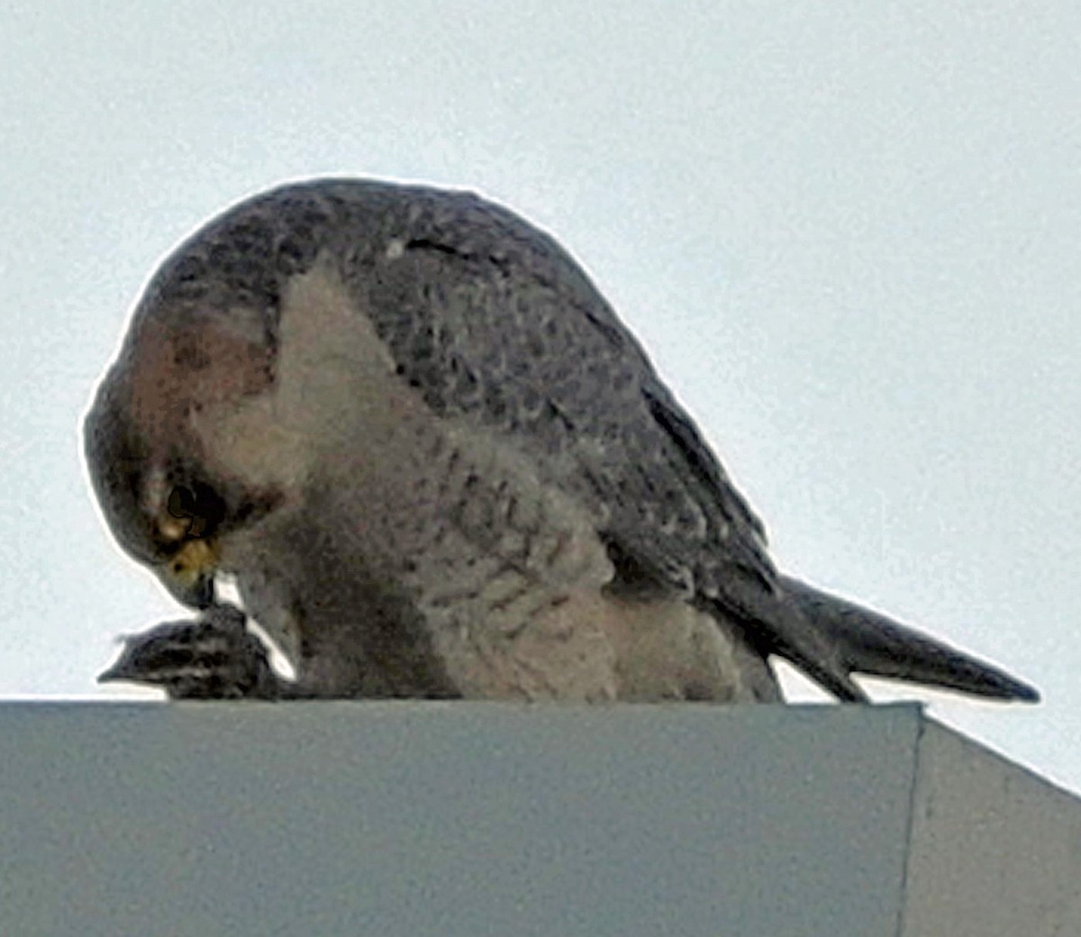 Peregrine Falcon (Barbary) - ML620889277