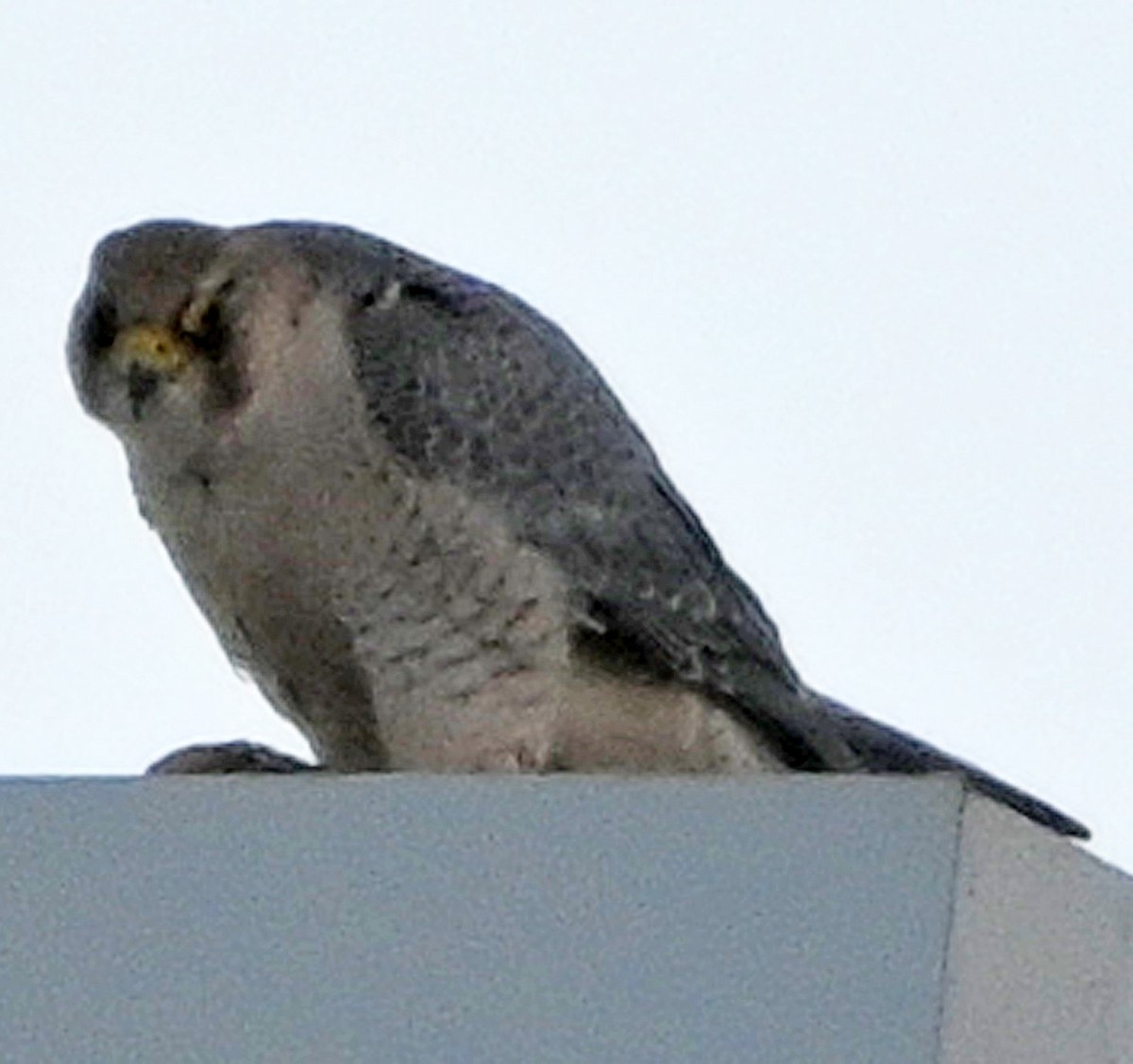 Peregrine Falcon (Barbary) - ML620889278