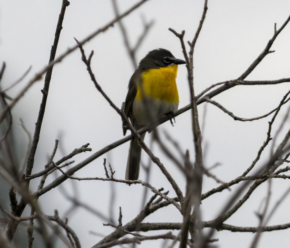 Yellow-breasted Chat - Howard Heffler