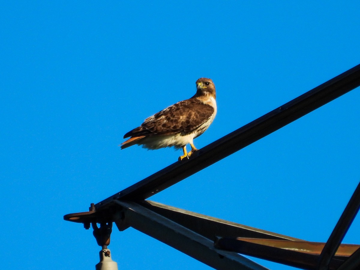 Red-tailed Hawk - ML620889282