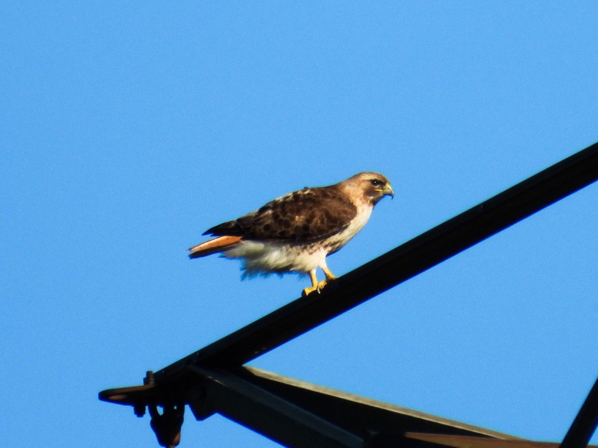 Red-tailed Hawk - Haley Gottardo